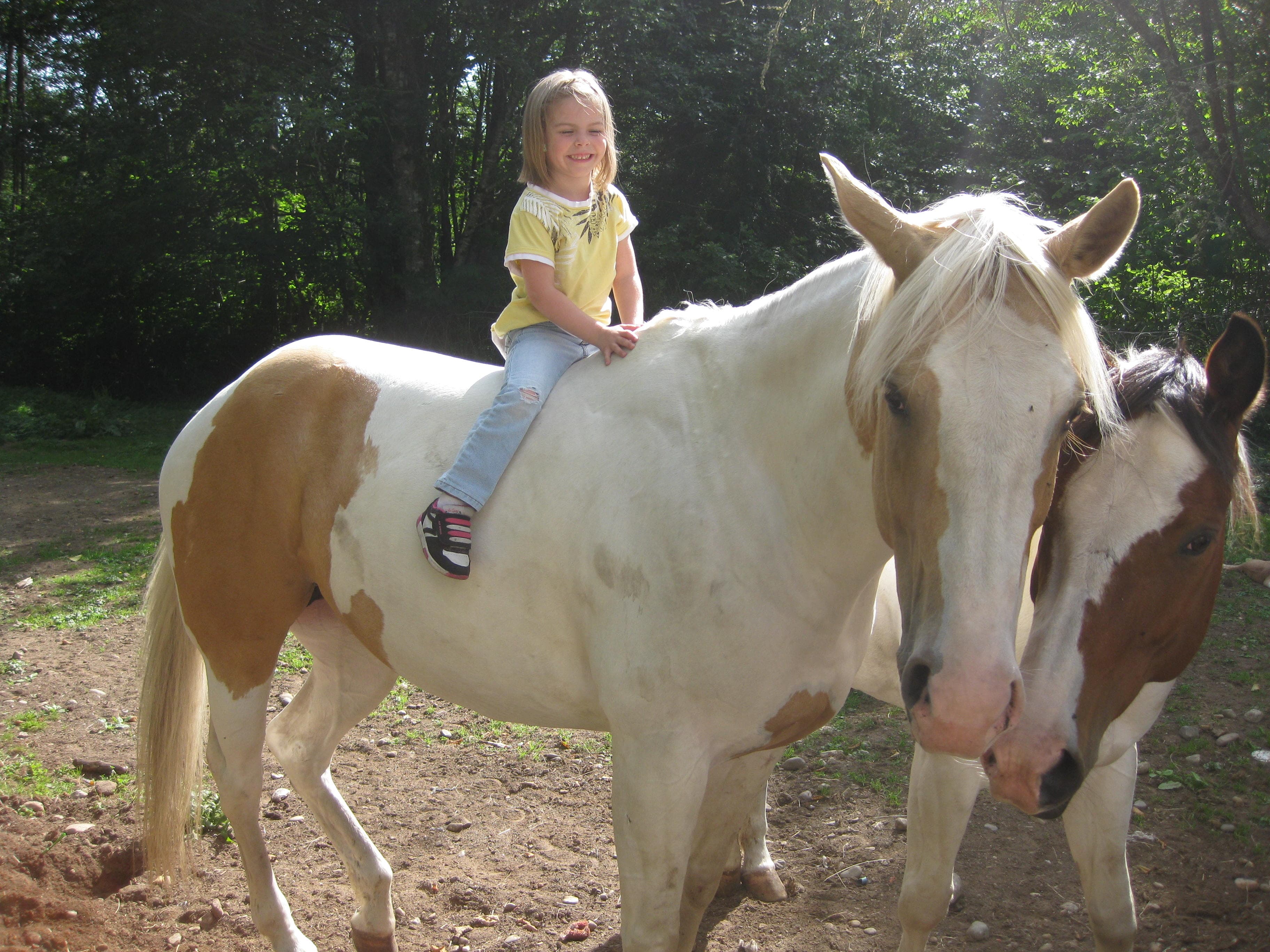 Farm Animal experience