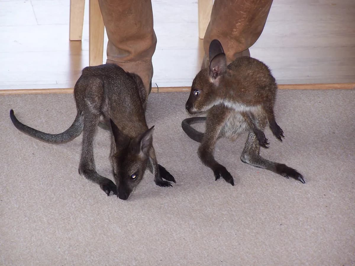 Kangaroos visited our school